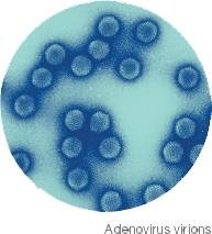 Adenovirus virions under electron microscopy
