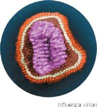 Influenza virion under electron microscopy