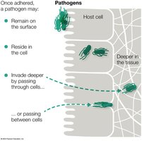 Pathogen invasion routes