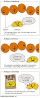 Antigenic masking, mimicry, and variation