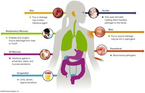 Portals of exit for pathogens