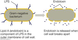 Endotoxin release from Gram-negative bacteria