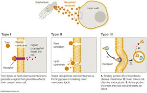 Types of exotoxins