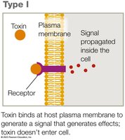 Type I exotoxin mechanism