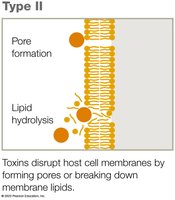 Type II exotoxin mechanism