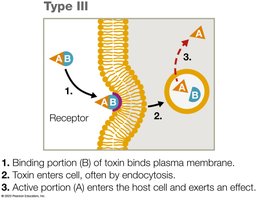 Type III exotoxin mechanism