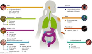 Portals of entry for pathogens