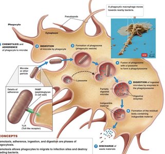 Phagocytosis process diagram