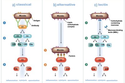 Complement activation pathways: classical, alternative, lectin