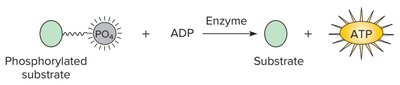 Substrate-level phosphorylation diagram
