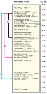 The Redox Tower