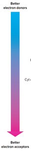 Redox reaction example