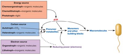 Microbial energy and carbon diversity