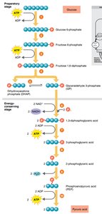 Fermentation in microbial cell