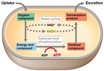 Lactic acid and alcoholic fermentation