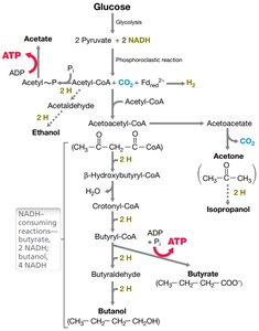 Electron transport chain components