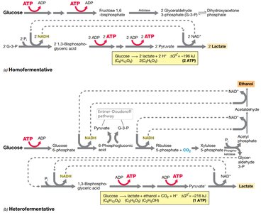 Electron transport chain in bacteria