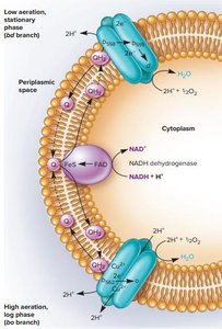 Mitochondrial ETC