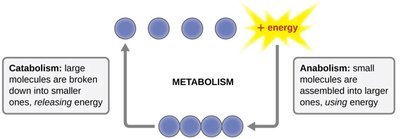 Diagram of catabolism and anabolism