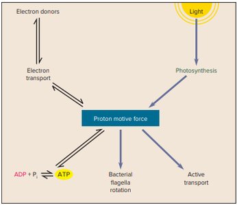 Proton motive force diagram
