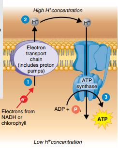 ATP synthase mechanism