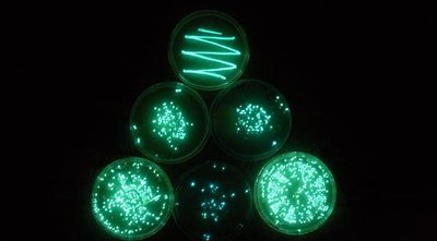 Bioluminescent bacteria
