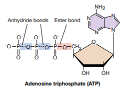 Structure of ATP