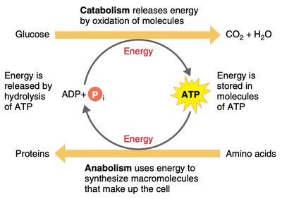 Redox reaction diagram