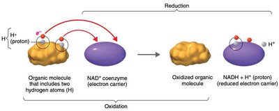 Coupled redox reactions