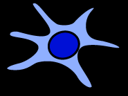 Activation and function of cytotoxic T cells