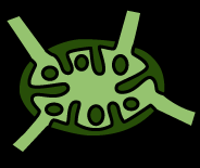 Perforin-granzyme and CD95 pathways
