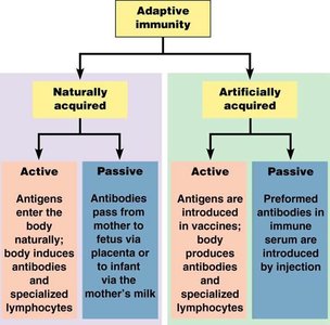 Hematopoiesis and leukocyte lineages