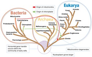Three Domains of Life: Bacteria, Archaea, Eukarya