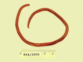 Image of Ascaris lumbricoides (Animalia)