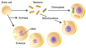 Model of Eukaryote Origin via Endosymbiosis