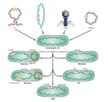 Diagram of Escherichia coli strains and their genetic differences