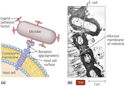 Adhesion of pathogens to host cells