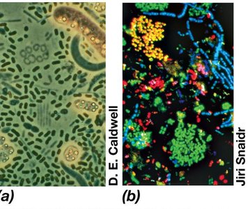 Microbial communities in a lake