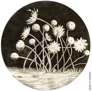 Robert Hooke's mold illustration