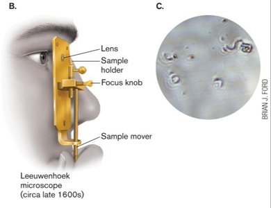 Leeuwenhoek's microscope and observations