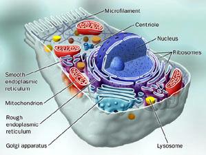 Eukaryotic cell structure