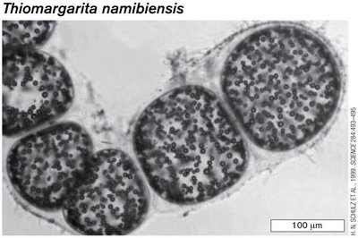 Thiomargarita namibiensis