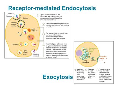 Diagram of receptor-mediated endocytosis and exocytosis