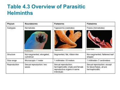 Table and images of parasitic helminths