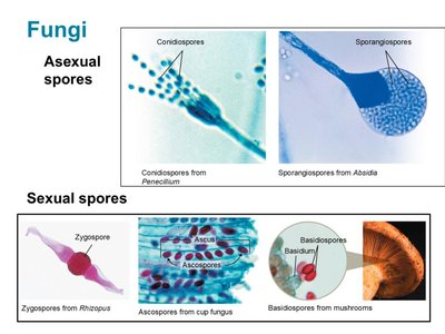 Images of fungal spores