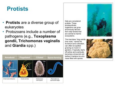 Images and classification of protists