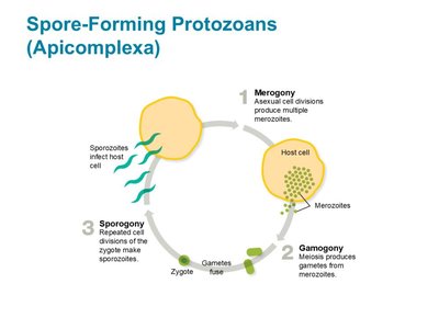 Diagram of apicomplexan life cycle