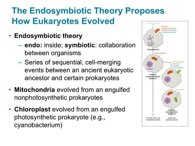Diagram of endosymbiotic theory showing cell-merging events