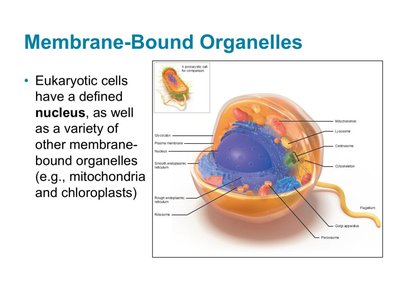 Diagram of a typical eukaryotic cell with labeled organelles