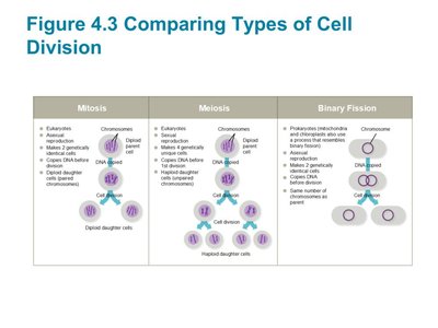 Comparison of mitosis, meiosis, and binary fission